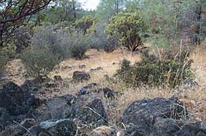 Foothill Chaparral on Gabbrodiorite Soils