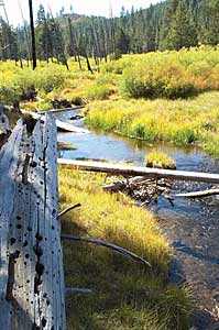 Eastside Riparian Woodlands