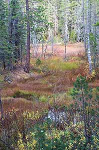Fens in Nevada County